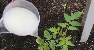 Pravidla pro krmení rajčat kvasnicemi a jak si vyrobit hnojivo sami